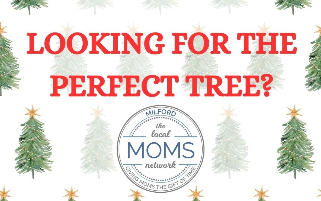 2024 Cut Your Own Trees & Pre Cut